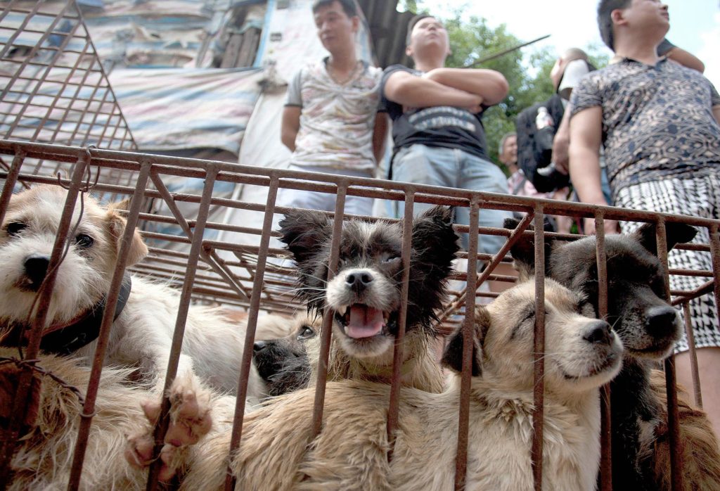 The Yulin Festival of China Hell On Earth DWC HOME